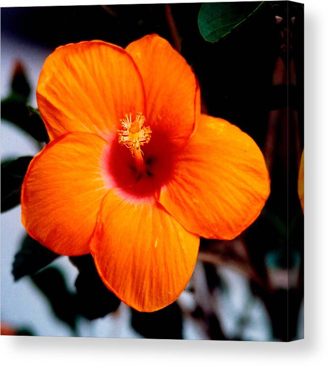 Flowers Canvas Print featuring the photograph Orange by Jean Wolfrum