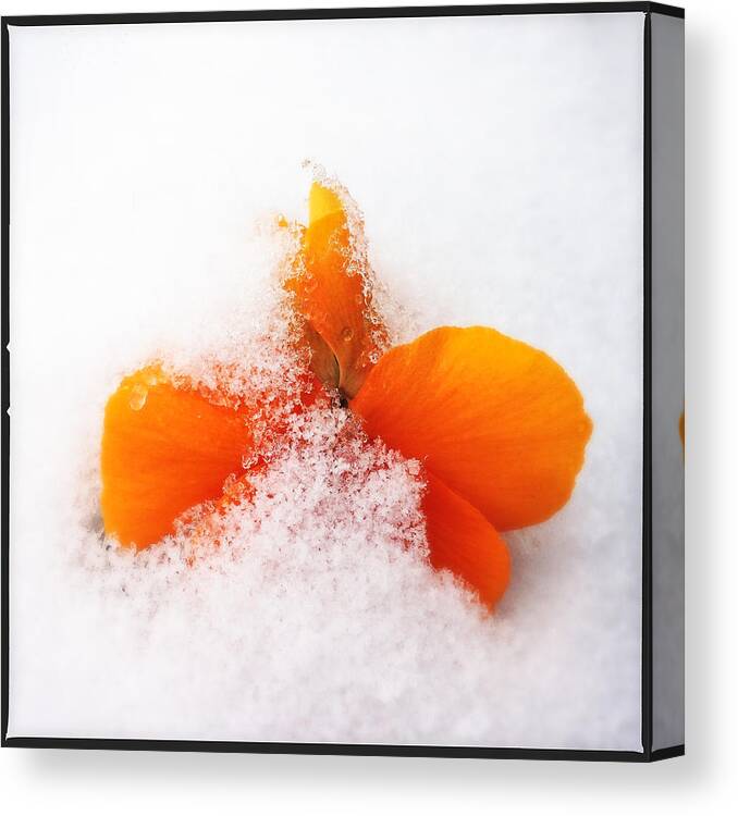 Orange Canvas Print featuring the photograph Orange pansy flower covered with white snow in spring by Matthias Hauser
