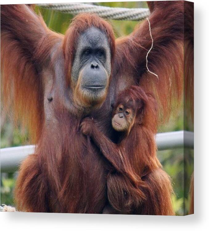 Apes Canvas Print featuring the photograph #orangutans #zoo #babies #apes by Craig Price