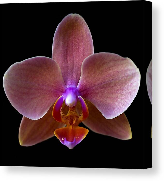 Orchid Canvas Print featuring the photograph Orchid 17 by Ingrid Smith-Johnsen