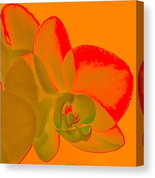 Orchid Canvas Print featuring the photograph Orchid light by Terry Cosgrave