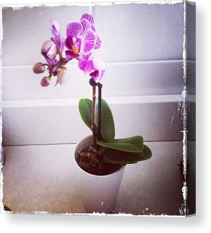 Dressoir kofferbak composiet orchid #orchidee #flower From #ikea Canvas Print / Canvas Art by Sara  Melandri - Mobile Prints