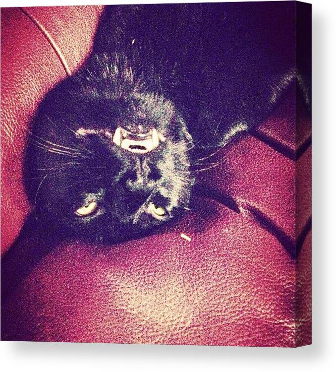 Draculacat Canvas Print featuring the photograph Oscar Is Even Cool When He Sleeps ! by Megan Deloretto