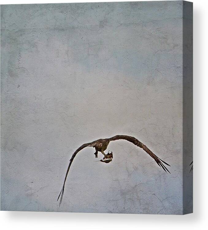 Osprey Canvas Print featuring the photograph Osprey In Flight With Take Out by Penni D'Aulerio