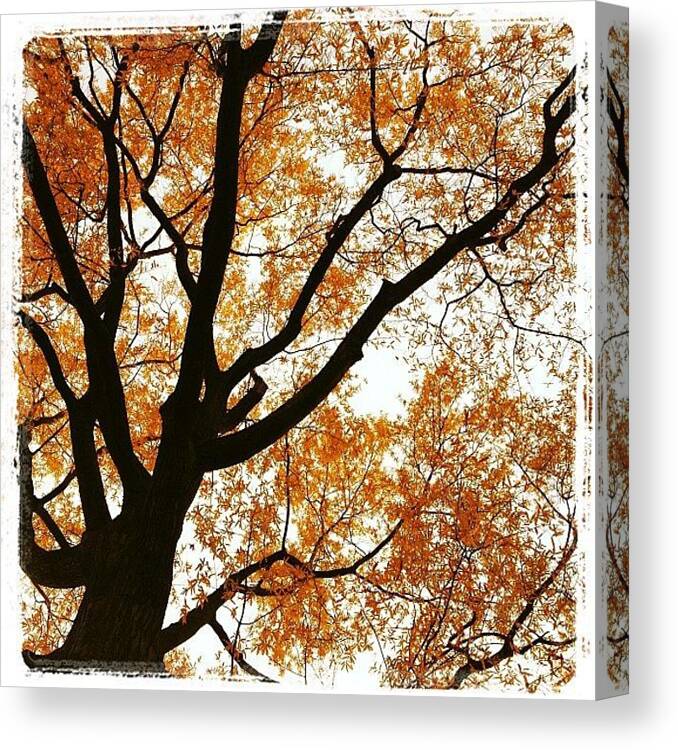 Orange Canvas Print featuring the photograph #otoño #fall #orange #tree by Angel Arroyo