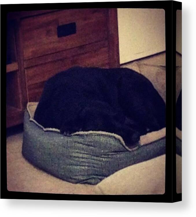  Canvas Print featuring the photograph Our Black Shadow Princess Tuckered Out by Chelsea Daus