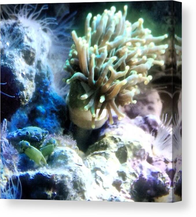 Reeftank Canvas Print featuring the photograph Our Emerald Crab Next To Our New Coral by Chris Cifonie