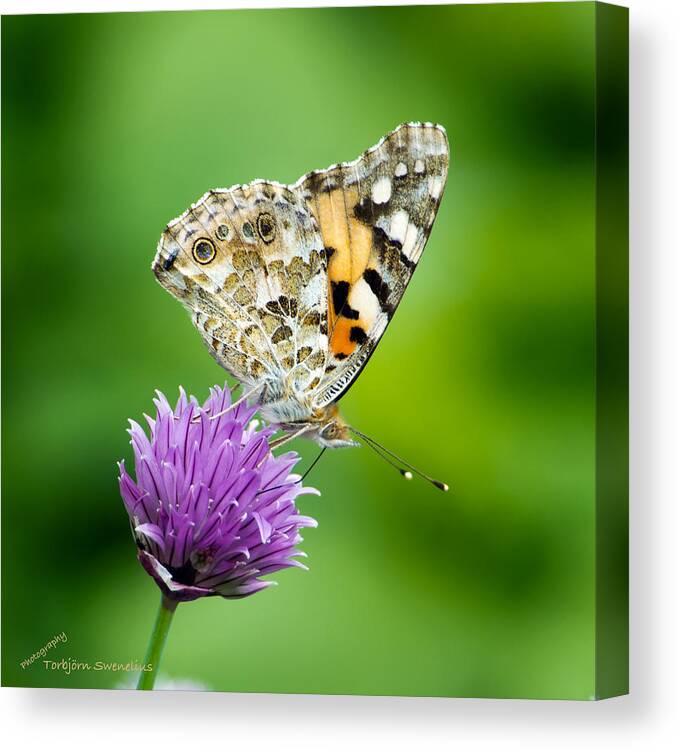 Painted Lady Canvas Print featuring the photograph Painted Lady by Torbjorn Swenelius