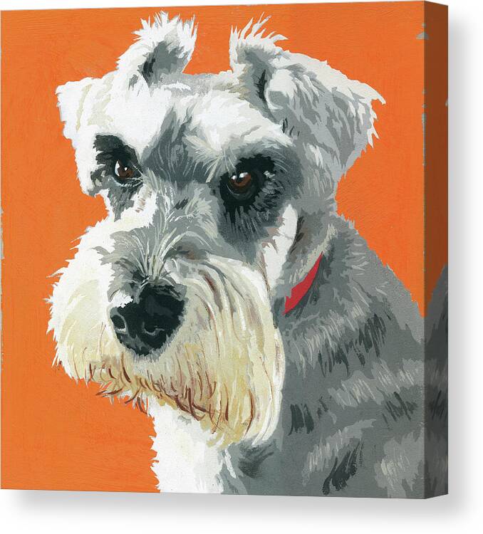 Animal Canvas Print featuring the painting Painting Of Miniature Schnauzer Dog by Ikon Ikon Images