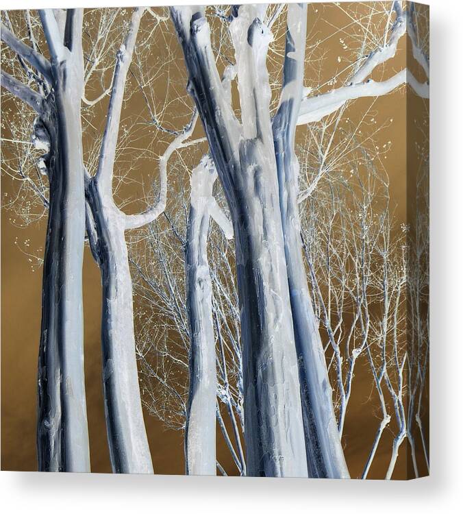 Trees Canvas Print featuring the photograph Pale Trunks by Jodie Marie Anne Richardson Traugott     aka jm-ART