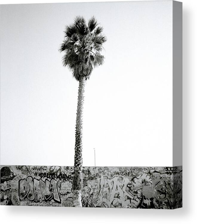 Graffiti Canvas Print featuring the photograph Palm Tree And Graffiti by Shaun Higson