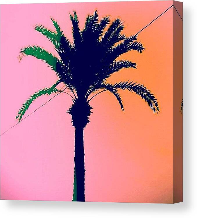 Pinkisobscene Canvas Print featuring the photograph Palm Tree by Julie Gebhardt