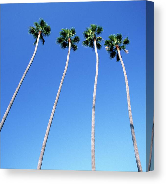 Hollywood Boulevard Canvas Print featuring the photograph Palm Trees Lining Hollywood Boulevard by Hisham Ibrahim