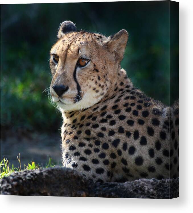 Cheetah Canvas Print featuring the photograph Pampered Kitty by Joseph G Holland