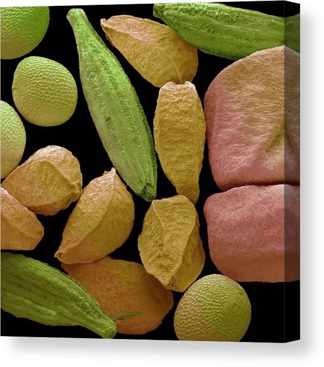 Cumin Canvas Print featuring the photograph Panch Phoran by Steve Gschmeissner
