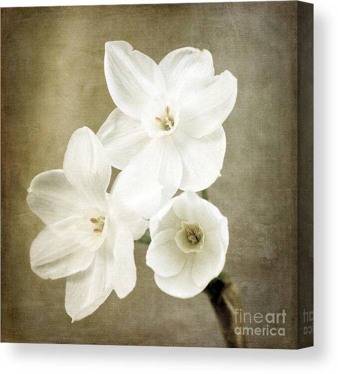 Paper White Canvas Print featuring the photograph Paper Whites by Tamara Becker