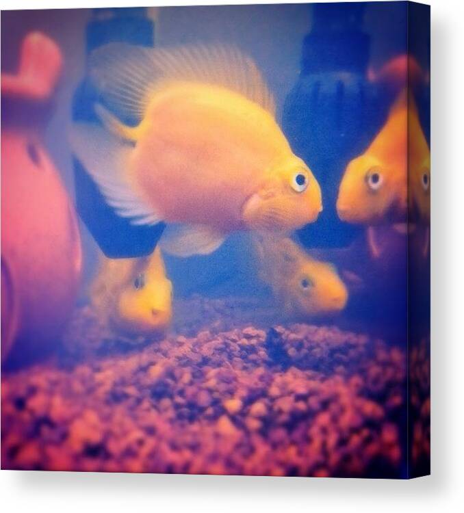 Beautiful Canvas Print featuring the photograph #parrotfish #fish #aquarium #yellow by Nicholas Kishander