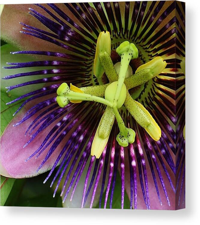 Flora Canvas Print featuring the photograph Passion Flower Up Close by Bruce Bley