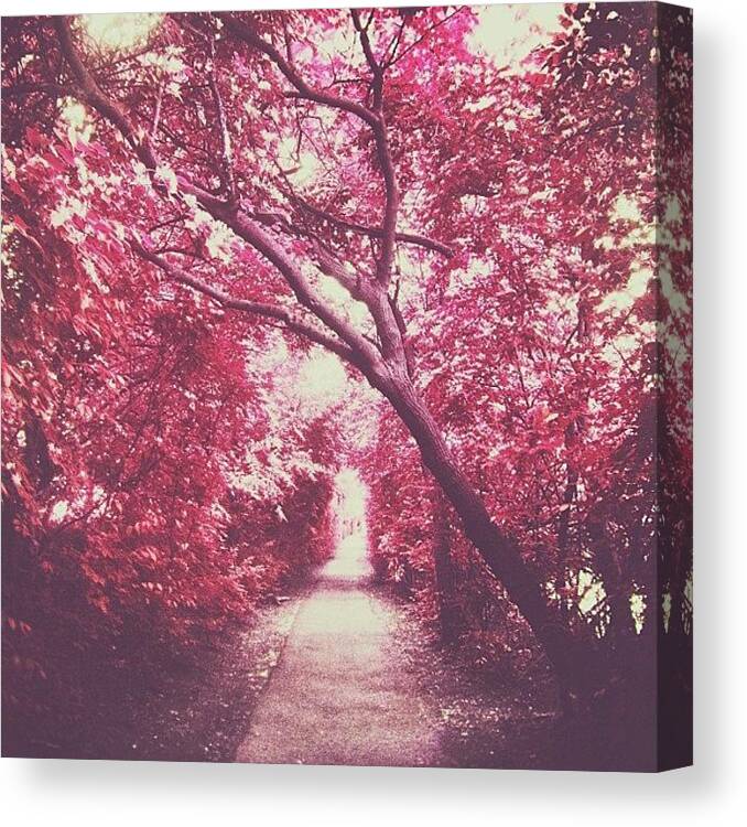 Instahub Canvas Print featuring the photograph Path... #trees #path #forest #woods by Delilah Navarro