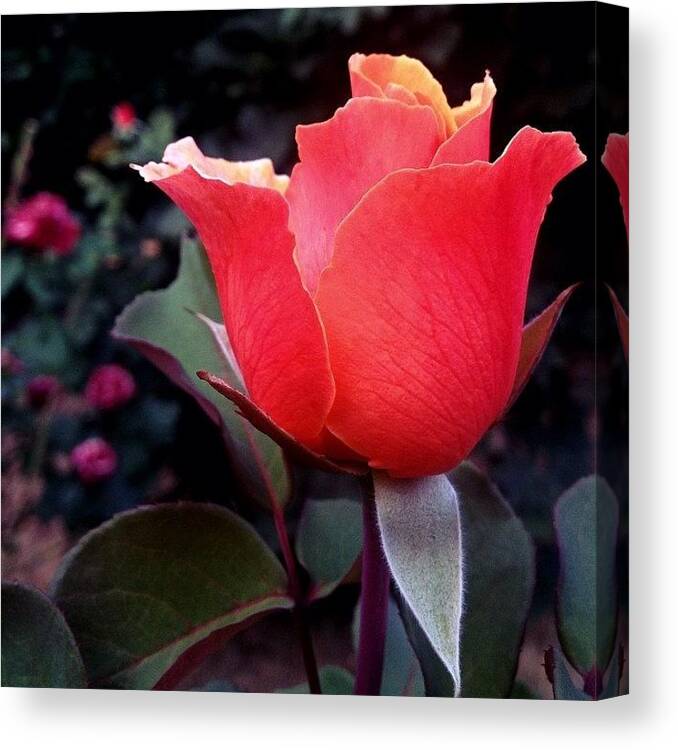 Life Canvas Print featuring the photograph Peach Fuzz by Mike Maginot