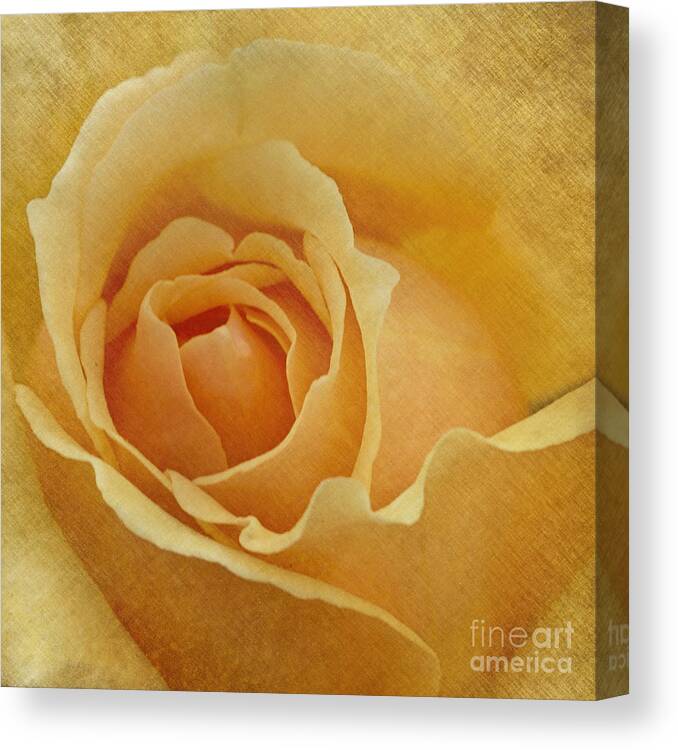 Peach Canvas Print featuring the photograph Peach Rose 2 by Carrie Cranwill