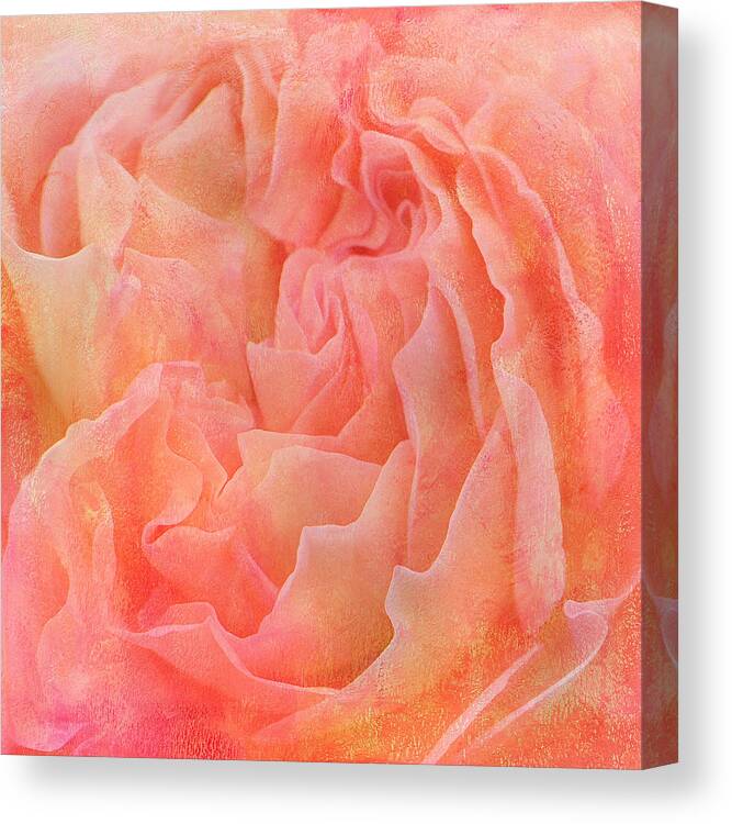 Roses Canvas Print featuring the photograph Peachy by Melinda Dreyer