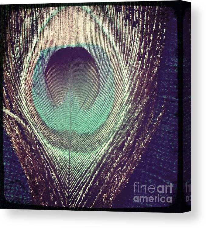 Peacock Canvas Print featuring the photograph Peacock Feather by Denise Railey