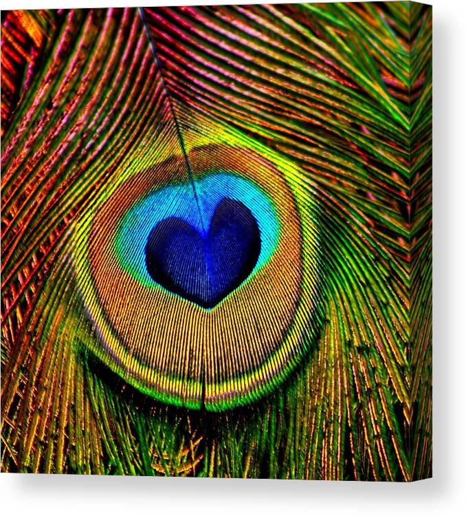 Peacocks Canvas Print featuring the photograph Peacock Feathers Eye of Love by Tracie Schiebel