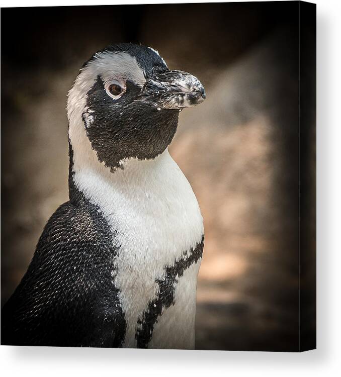 Penguin Canvas Print featuring the photograph Penguin Posing by Yeates Photography