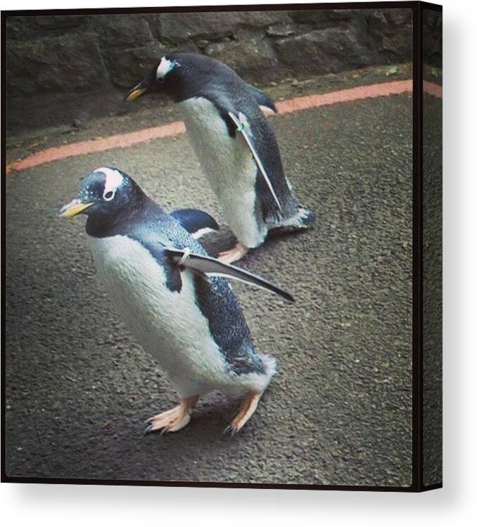 Edinburgh Canvas Print featuring the photograph #penguins #penguinparade #zoo by Siobhan Macrae