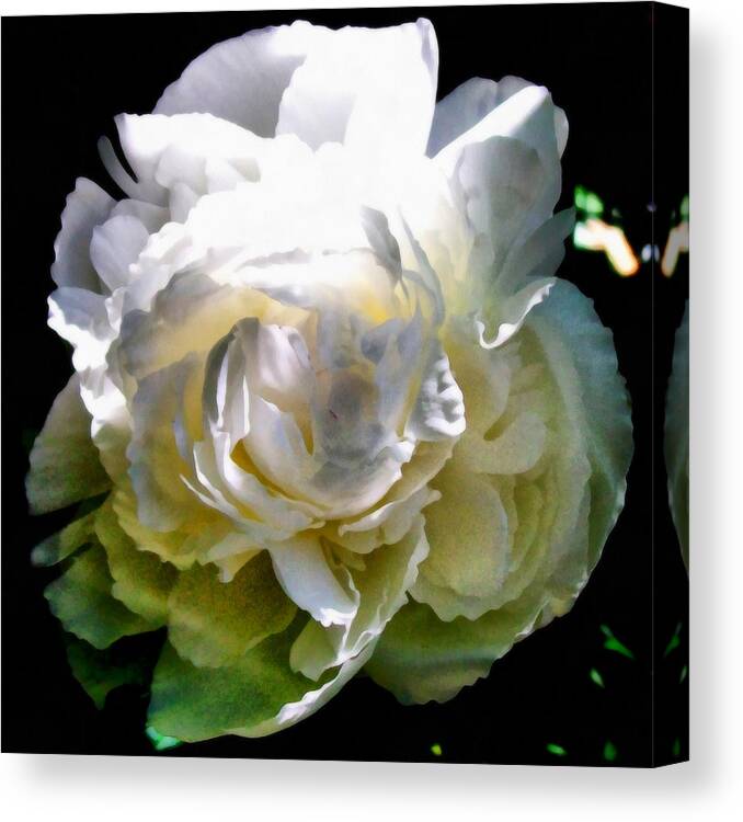 Single Canvas Print featuring the photograph Peony in Morning Sun by Michelle Calkins