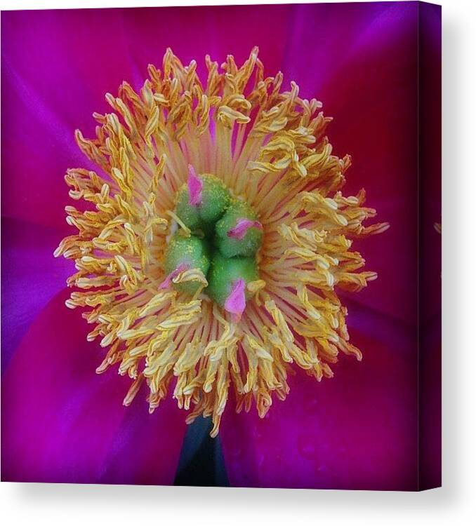 Peony Canvas Print featuring the photograph Peony by Rachel Hooper