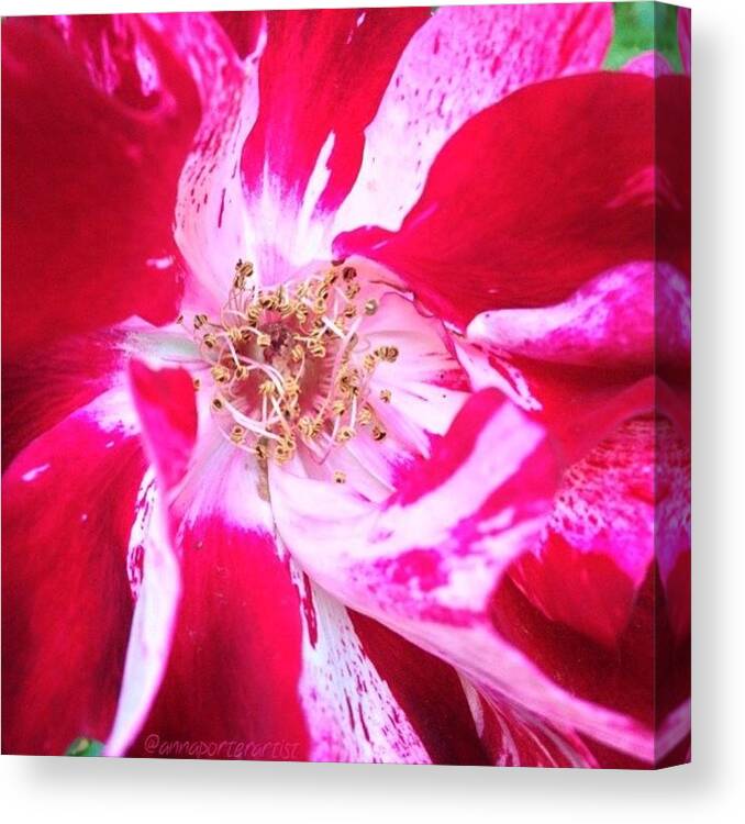 Peppermint Swirls Canvas Print featuring the photograph Peppermint Swirls by Anna Porter