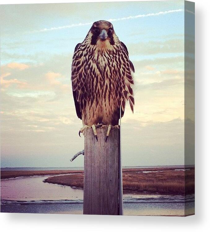 Wild Life Refuge Canvas Print featuring the photograph Peregrine Falcon by Katie Cupcakes