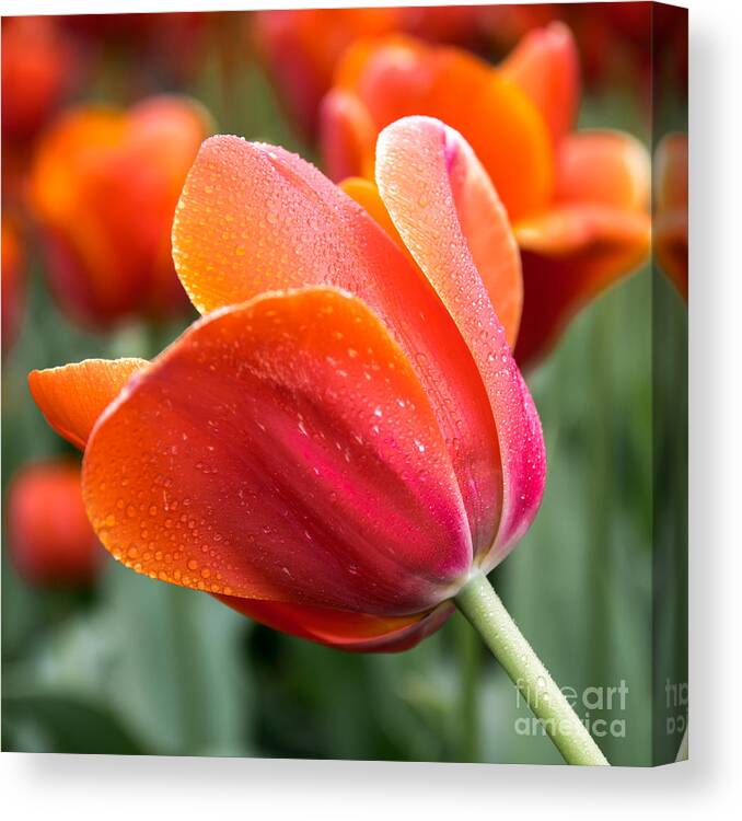 Orange Tulip Photography Print Canvas Print featuring the photograph Persimmon Tulip by Lucid Mood