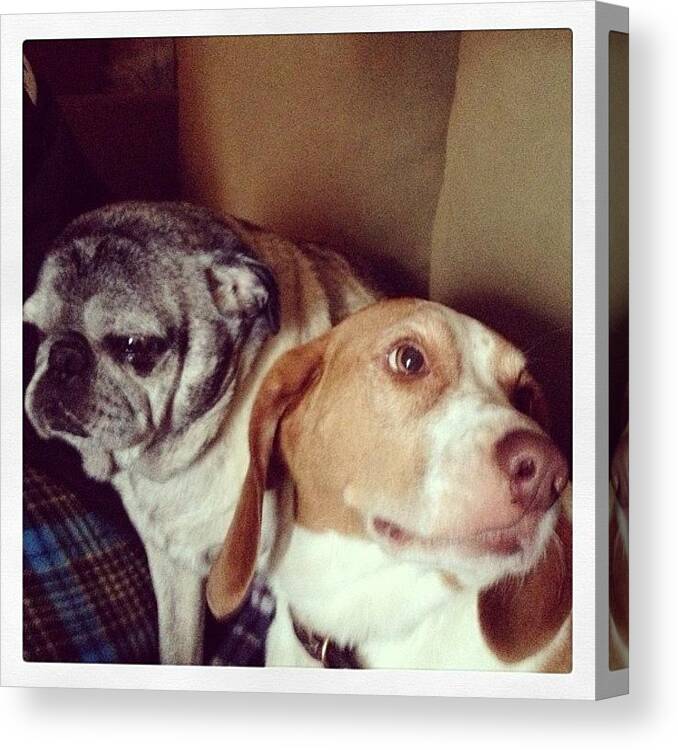 Tagforlikes Canvas Print featuring the photograph Peter & Boomer 💕 #puppies #grumpydog by Katrina A