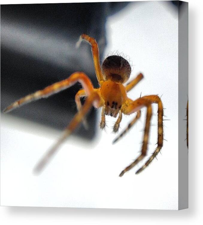 Web Canvas Print featuring the photograph #peterparker #arachnid #spider #web by Paul West