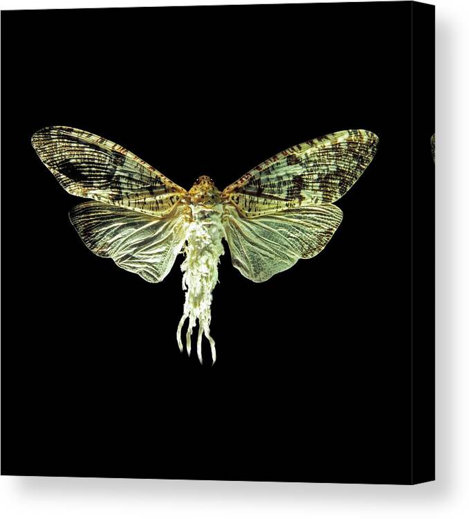 Phenax Variegata Canvas Print featuring the photograph Phenax Variegata Fly by Patrick Landmann/science Photo Library