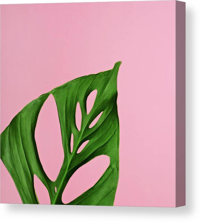 Sparse Canvas Print featuring the photograph Philodendron Leaf On Pink by Juj Winn