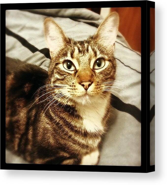  Canvas Print featuring the photograph Photogenic Tabby by Christina Guidoboni