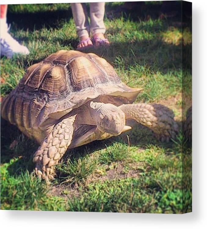 Turtle Canvas Print featuring the photograph #picoftheday #photooftheday #camping by Shane Gabriel
