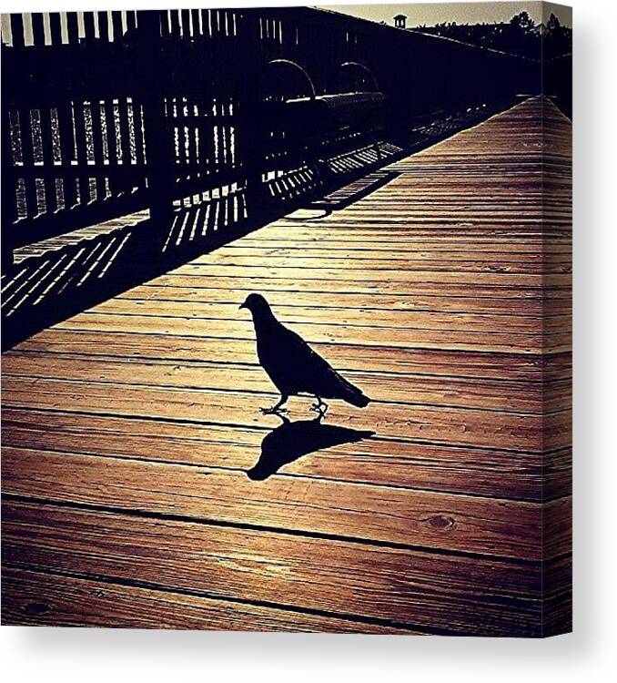 Instaghesboro Canvas Print featuring the photograph #pigeons , #bird, #silhouette by Melissa Hardecker