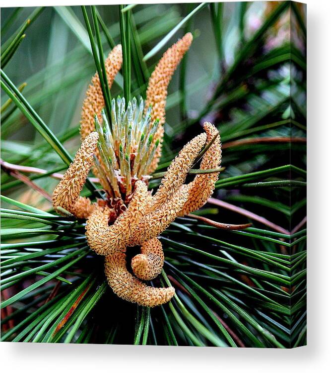 Pine Cone Canvas Print featuring the photograph Pine Cone Beginnings by Rosanne Jordan