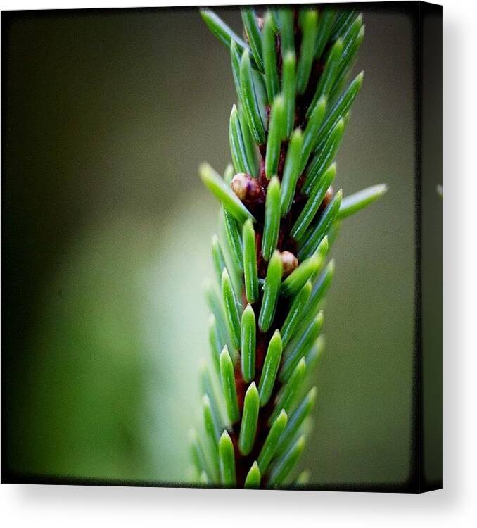 Igersoftheday Canvas Print featuring the photograph Piney. #instagood #picoftheday by Kevin Smith
