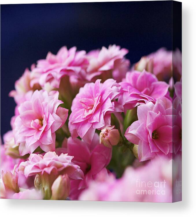 Flower Canvas Print featuring the photograph Pink and Blue III by Pamela Gail Torres