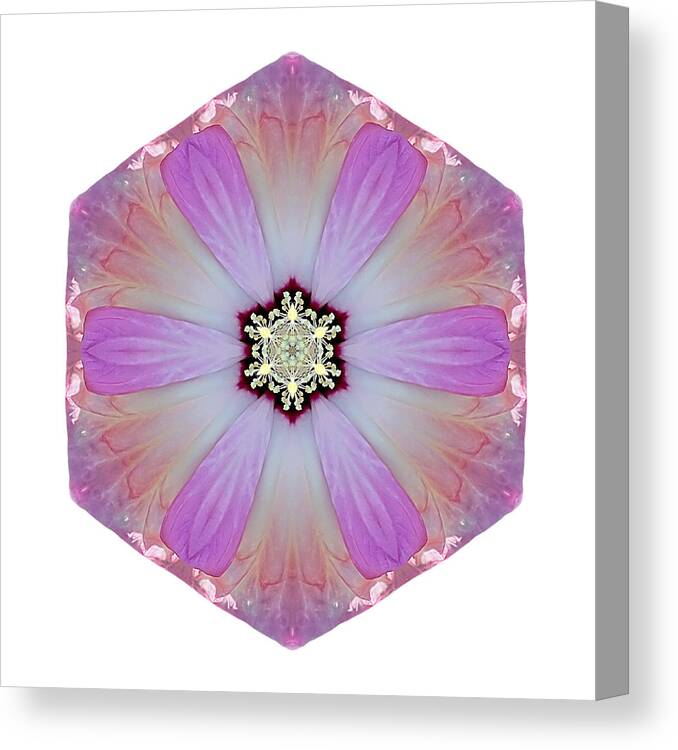 Flower Canvas Print featuring the photograph Pink and White Hibiscus Moscheutos I Flower Mandala White by David J Bookbinder