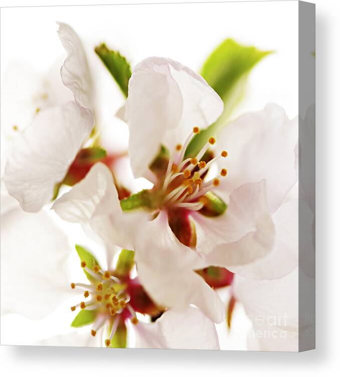 Blossom Canvas Print featuring the photograph Pink blossom by Elena Elisseeva