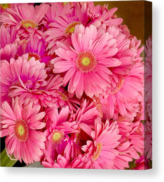 Gerbera Daisies Canvas Print featuring the photograph Pink Gerbera Daisies by Art Block Collections