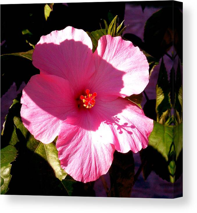 Digital Art Canvas Print featuring the photograph Pink by Jean Wolfrum