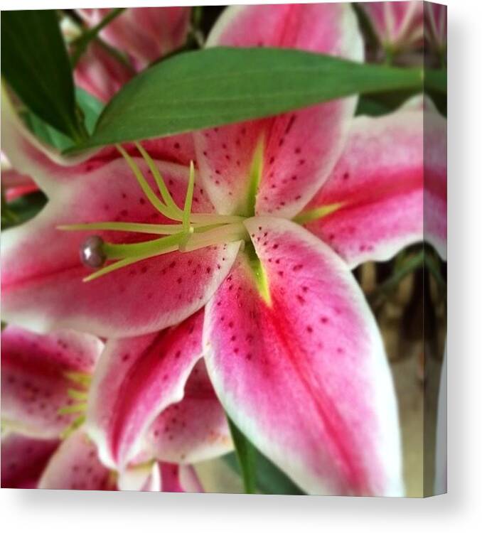Prettyflowers Canvas Print featuring the photograph Pink Lilies 💕 The Meaning: #youth by Jemma Walsh